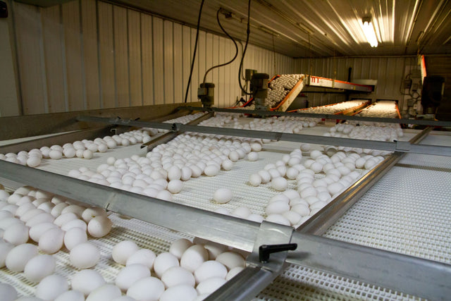 Automated egg sorting in a modern egg production facility, North Carolina.