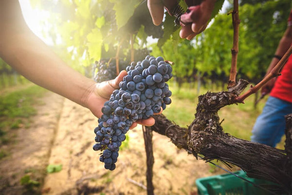 Hand-picking ripe blue grapes from vineyard vine in sunlight