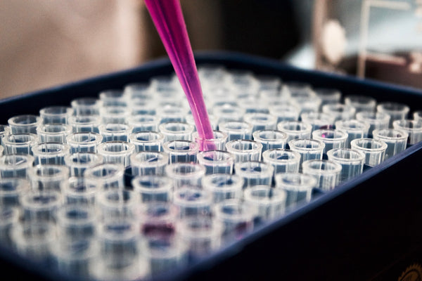 Pipette dispensing pink reagent into microwell plate in pharmaceutical research lab