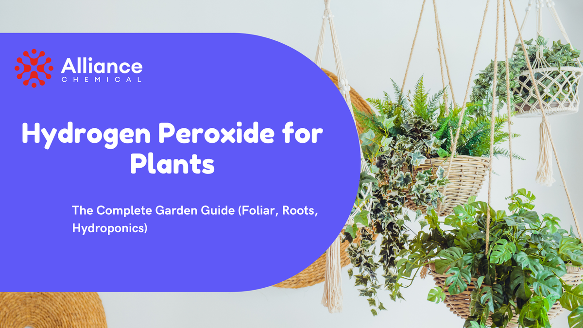 Hydrogen Peroxide for Plants — The Complete Garden Guide. Hanging macramé baskets with monstera, ferns, and ivy.