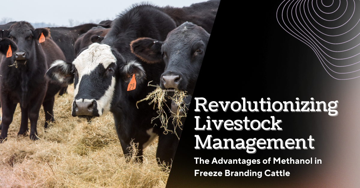 Freeze Branding Cattle