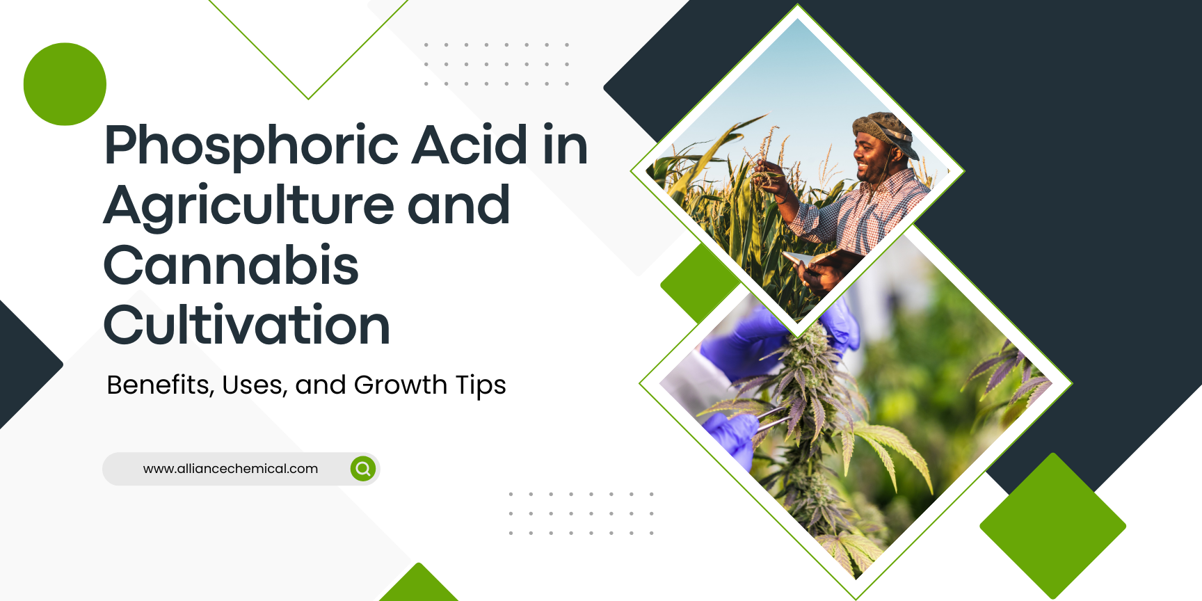 Phosphoric Acid in Agriculture and Cannabis Cultivation: Benefits, Uses, and Growth Tips