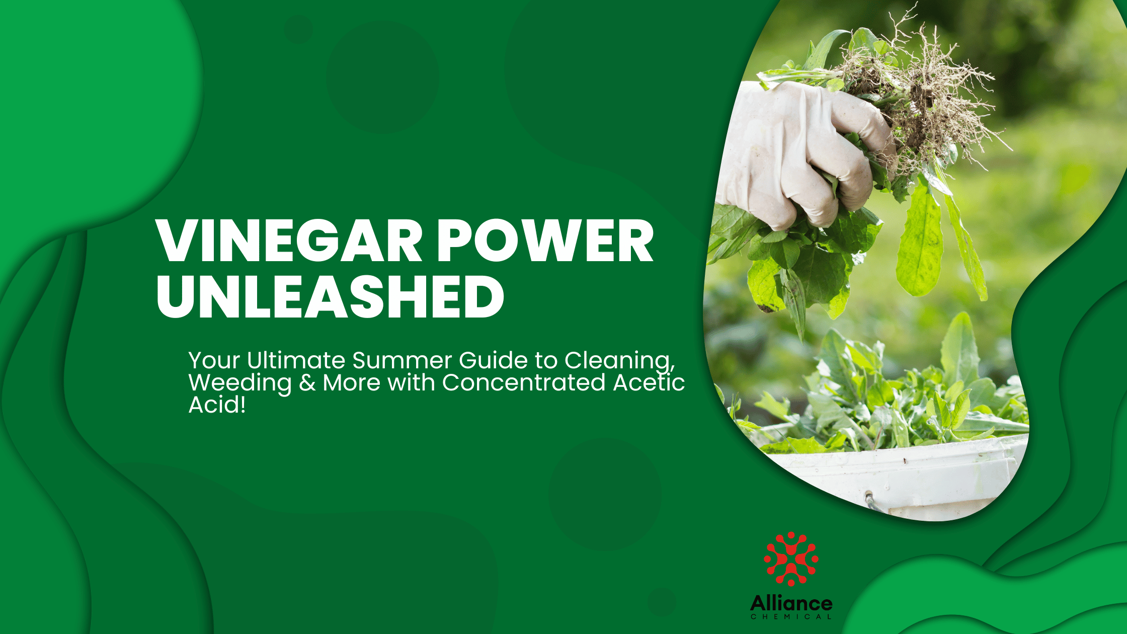 Vinegar Power Unleashed: Your Ultimate Summer Guide to Cleaning, Weeding & More with Concentrated Acetic Acid!