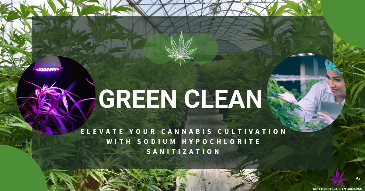 Green Clean: Elevate Your Cannabis Cultivation with Sodium Hypochlorite Sanitization