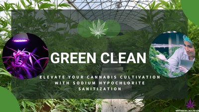 Green Clean: Elevate Your Cannabis Cultivation with Sodium Hypochlorite Sanitization