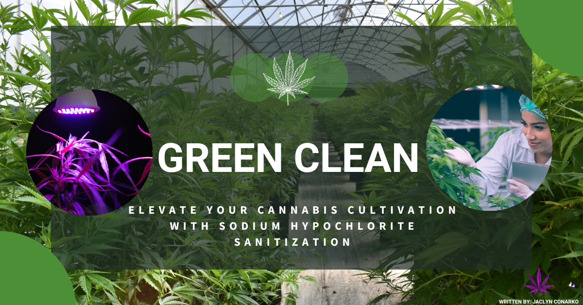 Green Clean: Elevate Your Cannabis Cultivation with Sodium Hypochlorite ...