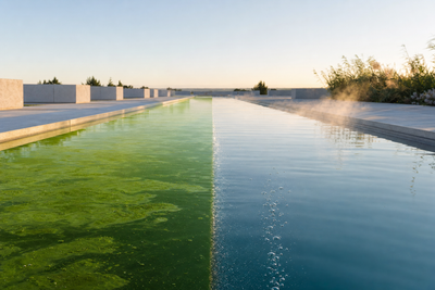 Why Hydrogen Peroxide Didn’t Turn the Reflecting Pool Blue: The Algae Chemistry, Explained