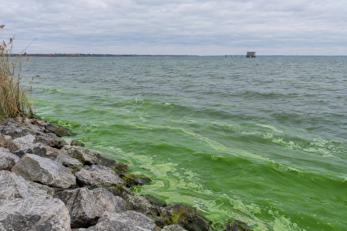 Bright green cyanobacteria bloom washing against a grey limestone breakwall on the western Lake Erie shore under an overcast autumn sky, with a water intake crib on the horizon