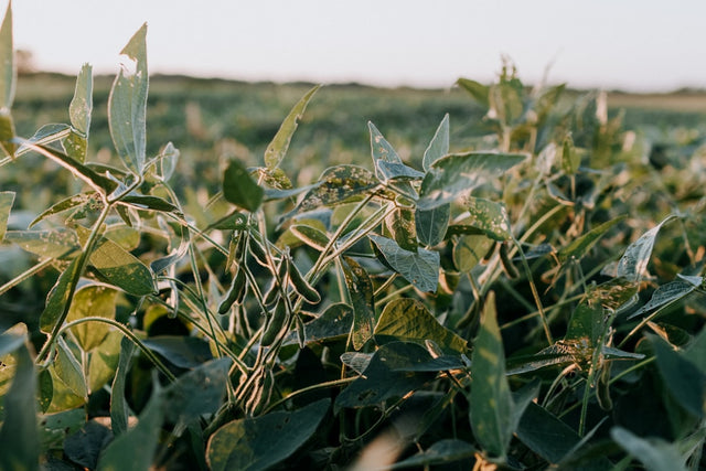 Soybean field agriculture - EPA dicamba herbicide reapproval