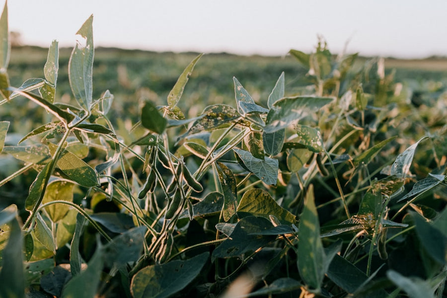 Soybean field agriculture - EPA dicamba herbicide reapproval