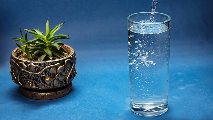 Water pouring into a glass next to a potted plant.