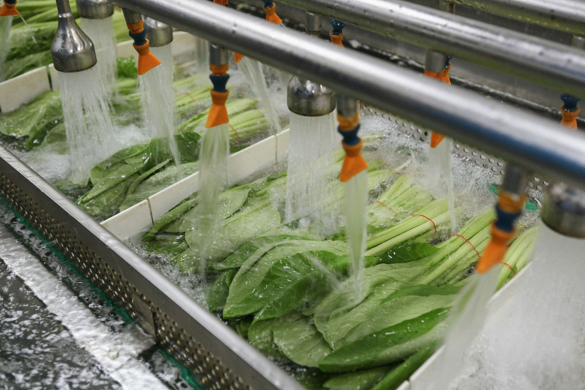 Bunches of leafy greens rinsed under rows of spray nozzles in a stainless-steel washing line
